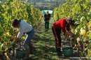 la cueillette de la vigne.jpg